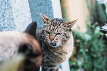 Tomcat's pre-fight stare