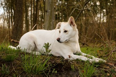 a beautiful white mixed dog is lying in the forest
