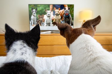 couple of dogs watching tv