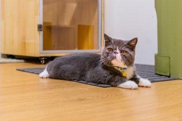 Gray and white exotic kitten laying on a gray accent rug.