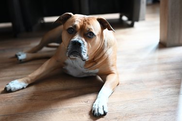 Brown Staffordshire Bull Terrier dog lying down on the ground at home