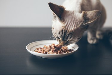 Beautiful tabby cat sitting next to a food plate placed on the wooden floor and eating wet tin food with tuna taste.