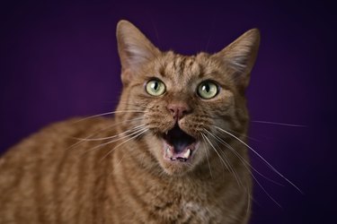 Funny ginger cat meowing over dark background.