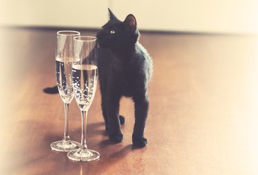 Black cat and champagne