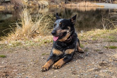 Blue heeler Australian Cattle dog sitting near a lake.