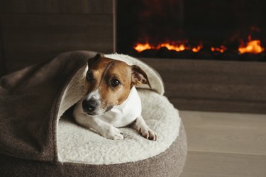 The dog is lying next to the fireplace.