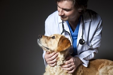 Veterinarian examining a dog