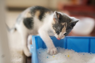 Cute little kitten scratching around in his litter box