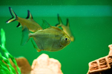 Silver Metynnis fish on green background. Silver dollar fish