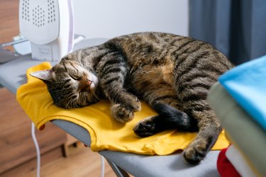 A striped fluffy gray cat sleeps on the ironing board, prevents the hostess from ironing clothes. Next to it is a stack of bright, clean, ironed clothes. Favorite Pets. The concept of homework, lack of time for household chores. Home life.