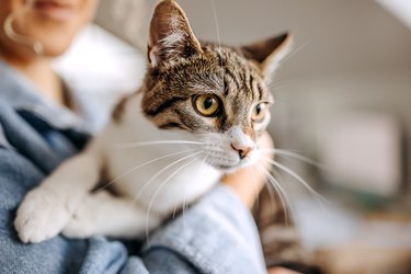 Close up shot of young woman holding cat in her arms