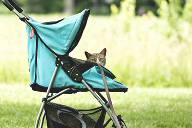 Cat peaking out from insdie a turquoise pet stroller.
