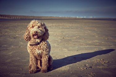 DOG ON BEACH