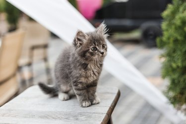 Cute little grey kitten with green eyes relaxing on wood chair, closeup