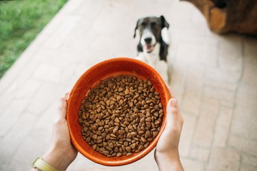 dog bowl with food and dog waiting for it