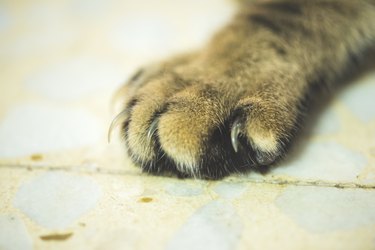 Close up of a cat's nails.