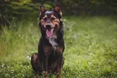 175+ Irish Dog Names (With Meanings) - PetHelpful