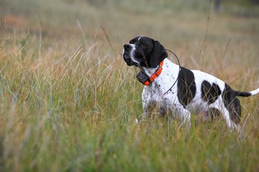 English pointer dog in a field.