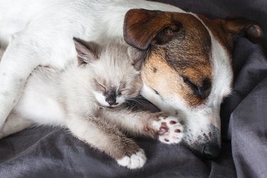 Cat and dog lying together on white blanket