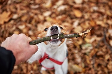 dog chewing branches