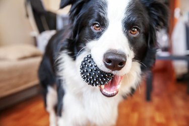 Funny portrait of cute smilling puppy dog border collie holding toy ball in mouth. New lovely member of family little dog at home playing with owner. Pet care and animals concept