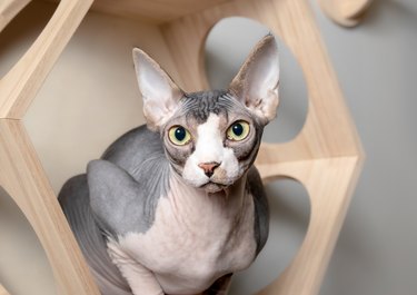 Sphynx cat sitting in wooden wall shelve while looking at the camera.