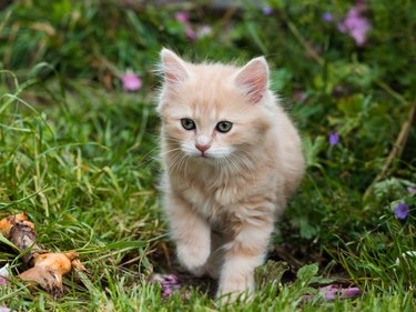 Little fluffy kitten in the grass, summer