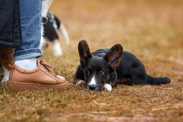 Puppies in the meadow