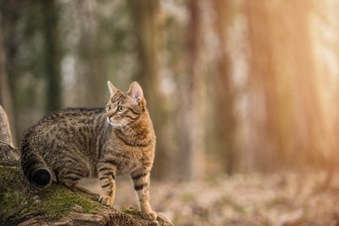 Young striped cat exploring the woods.