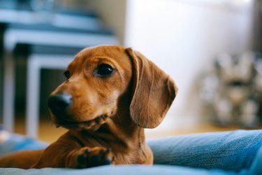 close-up of dachshund on a blue dog bed