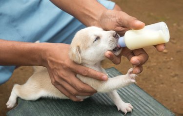 Feeding a newborn puppy from a bottle