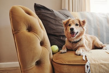 Full length shot of an adorable dog lying on the sofa at home