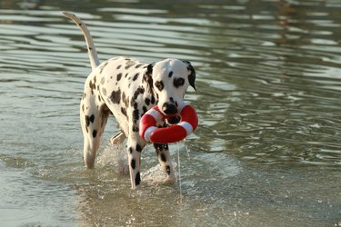 Dalmatian dog with water toy in summer