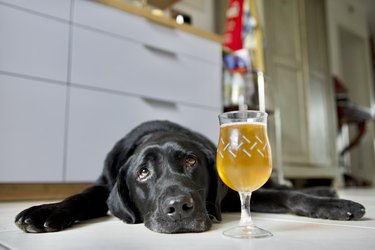 Sick dog and a beer