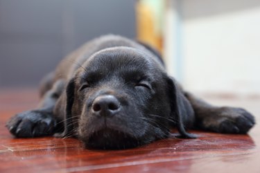 sleeping black labrador puppy