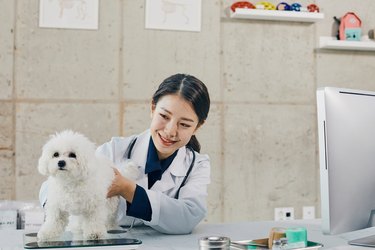 A Vet and Bichon Frise