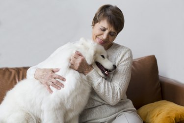 happy senior woman hugging dog  Samoyed husky sitting on sofa