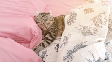 Cozy American curl cat sleeping on a pink bed sheets and a floral comforter.