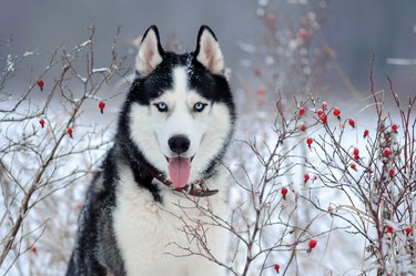 Portrait of Siberian Husky