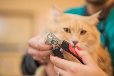 Female veterinarian cutting young Maine Coon cats nails.