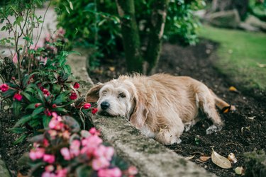 dog resting in garden