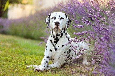 Dalmatian dog laying under the lavender bush in the garden