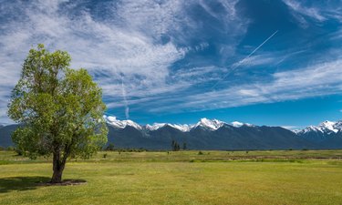 Scenic view of field against sky,Whitefish,Montana,United States,USA
