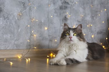 Adorable domestic pet at home, traditional winter holidays background.