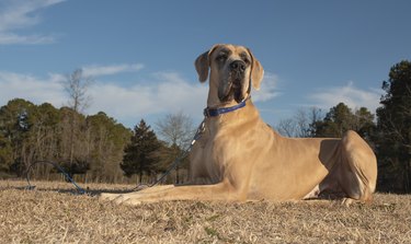 Leashed Great Dane purebred resting on a grassy field