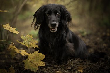 Autumn portrait of a long haired black dachshund