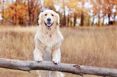 Golden retriever against autumn forest background