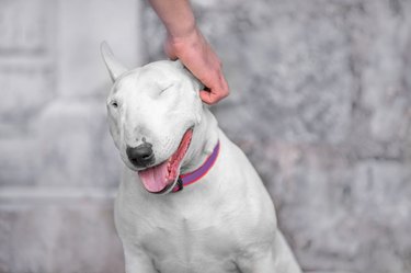 Family photo playful dog bull terrier squinted eyes background vintage wall hand