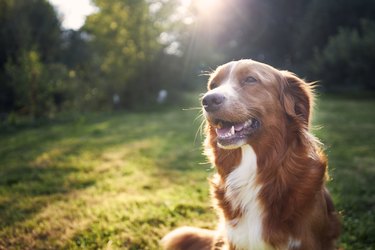 Happy brown and white dog outside in grass