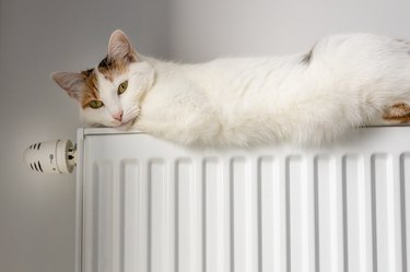 Cat lying on a radiator at home.